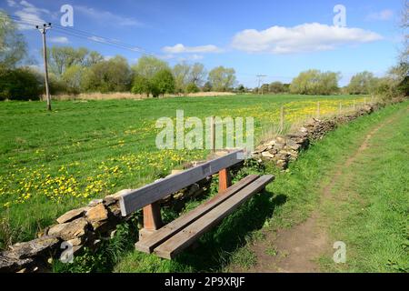 Ein Löwenzahnfeld neben einem Fußweg entlang eines stillgelegten Kanalweges in Gloucestershire. Stockfoto