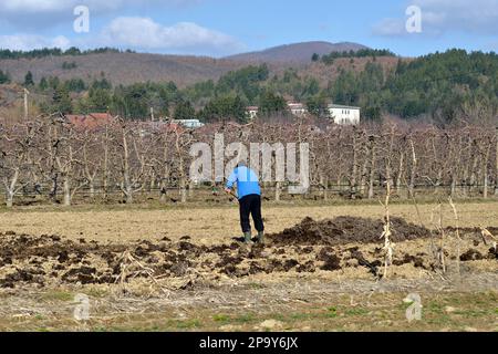 Unerkannter Landwirt, der auf dem Feld organische Düngemittel ausbringt. Mit Mistgabel Stockfoto