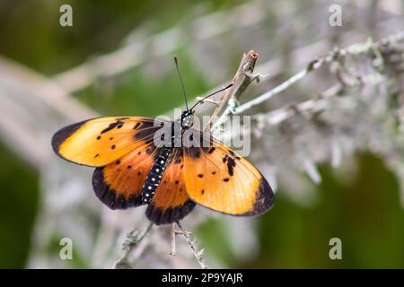 Eine gelb-orange gefärbte Natal Acrea, Acrea Natalica, hoch oben mit ihren Flügeln auf einem toten Zweig in den Wäldern von Magoebaskloof, Südafrika Stockfoto