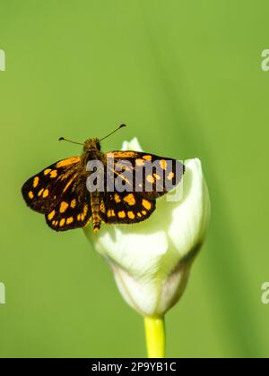 Ein kleiner Schmetterling namens Sylph mit Goldflecken, Metisella Metis, hoch oben mit seinen Flügeln auf einer zarten weißen Blütenknospe Stockfoto