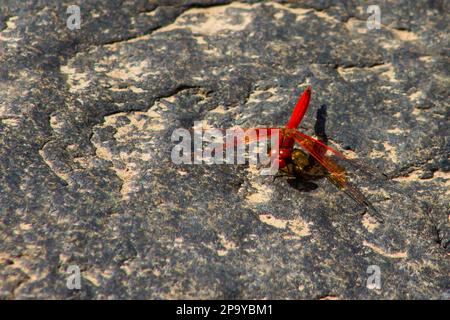 Ein leuchtend roter, männlicher Tropfenflügel, Trithemis Arteriosa, hoch oben auf einem Felsen neben einem Fluss im Kruger-Nationalpark, Südafrika. Stockfoto