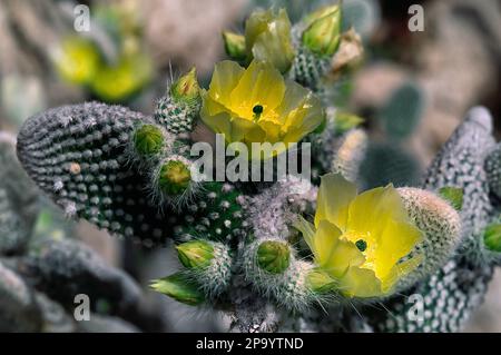 Bunny-Ear-Kaktus (Opuntia microdasys var. Albispina). Kakteen, saftige Pflanze, Zierkaktus. Stockfoto