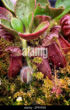 Kannenpflanze Albany (Cephalotus follicularis), Cephalotaceae. Seltene fleischfressende Pflanze, endemisch in Australien Stockfoto