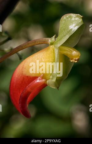 Kongo-Kakadu (Impatiens niamniamensis, syn I. congolensis), Balsaminaceae. Mehrjährige Pflanze aus Afrika. Gelbe und rote Blume Stockfoto