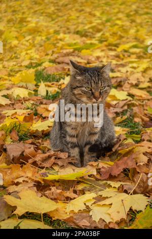 Süße Katze im Herbst. Viel Spaß mit Blättern. Neugierige Katze, die im Herbst auf einem Laubhaufen sitzt Stockfoto