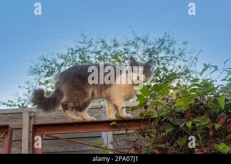 Schöne Katze am Zaun über dem Garten. Das Kätzchen kann problemlos den Zaun entlanggehen. Stockfoto