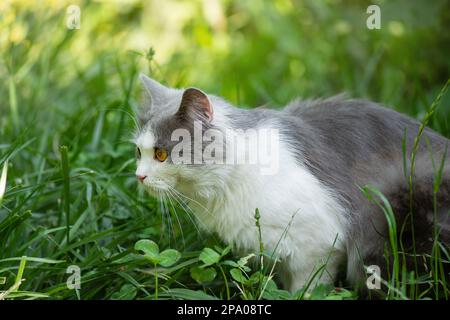 Sorgen Sie dafür, dass Katzen im Garten sicher im Freien sind. Süße Katze sicher Entdecken Sie die Welt im Freien. Stockfoto