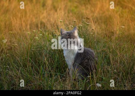 Fröhliche Katze zwischen herbsttrockenem, gelblichem Gras. Schönheitskatze im Herbst Natur und helles Sonnenlicht. Stockfoto