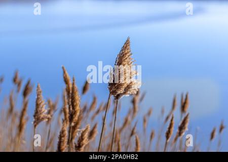 Schilf gegen den blauen Himmel Stockfoto