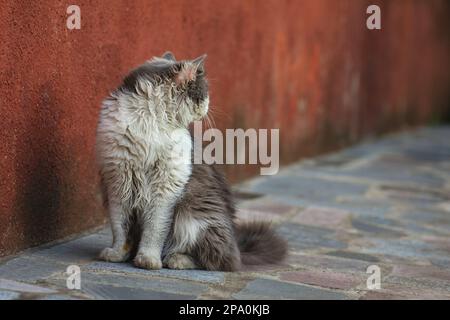 Outdoor-Katzenfoto. Außenporträt einer jungen Katze. Stockfoto
