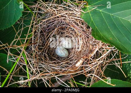 Zwei Kardinaleier, blau mit braunen Flecken, ruhten in einem Nest. Die Eier und das Nest sind fast von grünen Blättern verborgen. Stockfoto