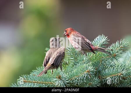 Zwei Hausfinken auf einer blauen Fichtenkiefer füttern sich gegenseitig. Stockfoto