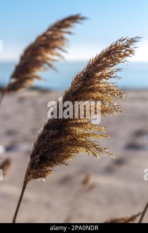 Schilf gegen den blauen Himmel Stockfoto