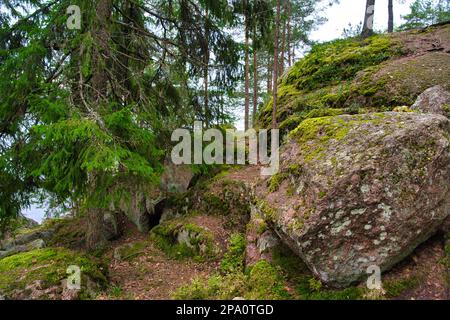 Riesige Felssteine bedeckt mit Moos im Pinienwald, Park Mon Repos, Vyborg, Russland. Stockfoto