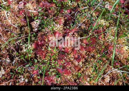 Gemeiner Sonnentau (Drosera rotundifolia), mehrere Pflanzen wachsen zwischen Torfmoos (Sphagnum), Schwarzwald-Nationalpark, Baden-Württemberg, Deutschland Stockfoto