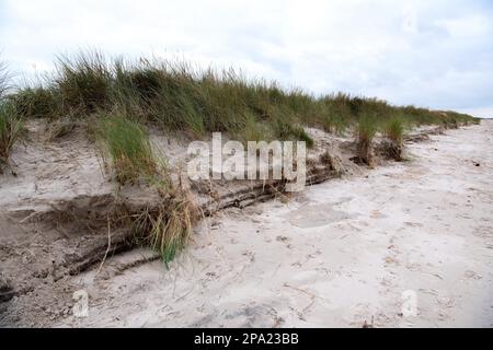 Natürlicher Strand im Herbst, Erosion bricht an der Düne mit sichtbar sichtbaren Wurzeln der Strandvegetation ab, Niedersachsen Wadden Sea National Park Stockfoto