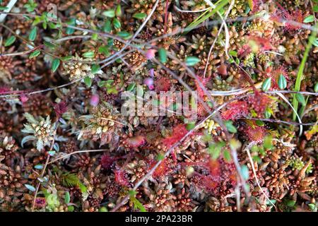 Gemeiner Sonnentau (Drosera rotundifolia), mehrere Pflanzen wachsen zwischen Torfmoos (Sphagnum), Schwarzwald-Nationalpark, Baden-Württemberg, Deutschland Stockfoto