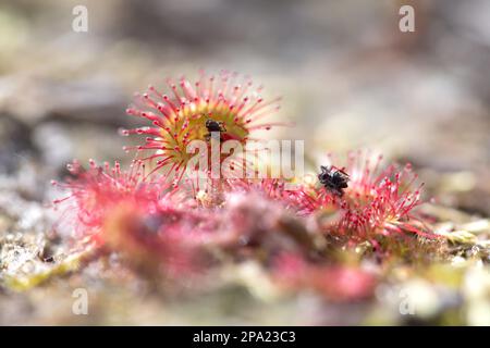 Sonnentaue (Drosera rotundifolia), Pflanzen mit Beute im Nahbereich, Emsland, Niedersachsen, Deutschland Stockfoto