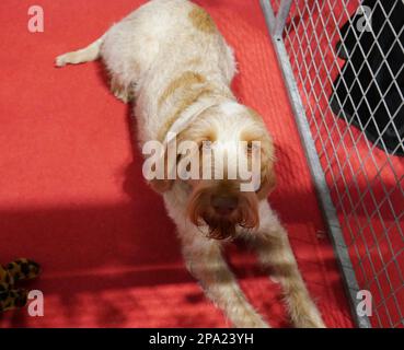 CRUFTS 2023 Birmingham UK Stockfoto