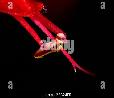 Stark vergrößertes Bild einer Blüte aus rotem Ananassalbei (Salvia elegans) mit Anthenn und Stil auf schwarzem Hintergrund. Stockfoto