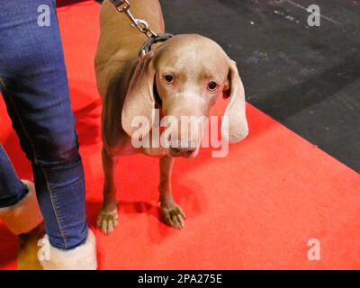 CRUFTS 2023 Birmingham UK Stockfoto