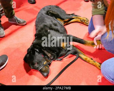 CRUFTS 2023 Birmingham UK Stockfoto