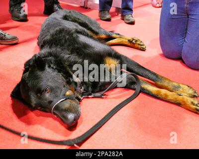 CRUFTS 2023 Birmingham UK Stockfoto