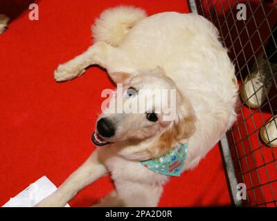 CRUFTS 2023 Birmingham UK Stockfoto