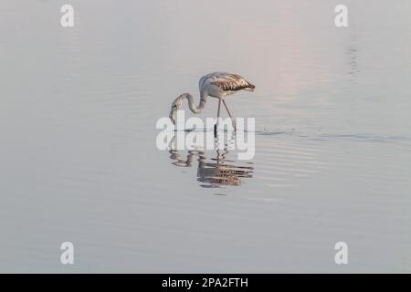flamingo-Futtersuche mit Köpfen in flachem Wasser Stockfoto