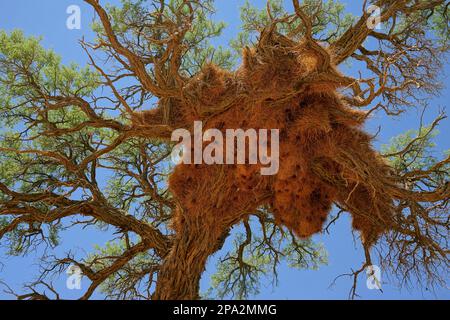 Gemeindenest der Wieser (Philetairus socius), Kameldorn (Vachellia erioloba) Baum Sesriem Camping, Sesriem, Namib Naukluft National Stockfoto