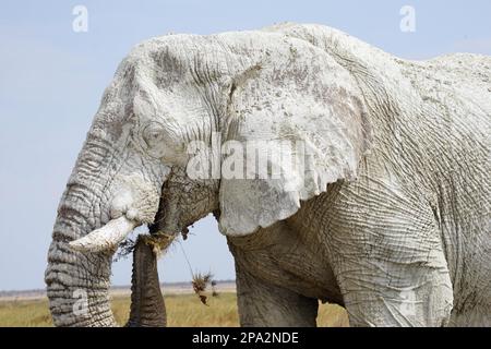 Afrikanischer Elefant (Loxodonta africana), bedeckt mit weißem Schlamm, Etosha-Nationalpark, Republik Namibia Stockfoto