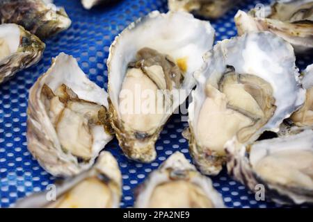 Namibische Austern, Tourboot, Walvis Bay, Republik Namibia Stockfoto