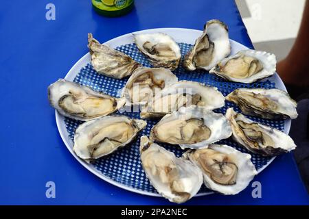 Namibische Austern, Tourboot, Walvis Bay, Republik Namibia Stockfoto