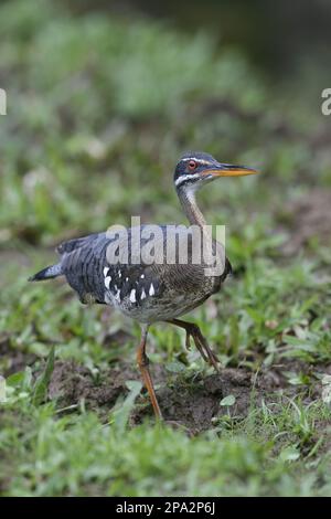 Sunbittern (Eurypyga helias) Erwachsener, Walking on Mod, Cerro Silencio, Turrialba, Costa Rica Stockfoto