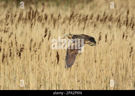 Große eurasische Bitter (Botaurus stellaris), Erwachsener, im Flug über Schilf, Minsmere RSPB Reserve, Suffolk, England, Vereinigtes Königreich Stockfoto