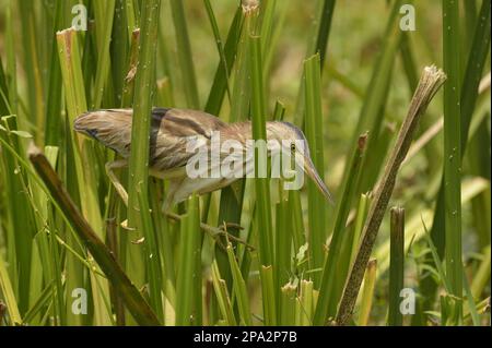 Gelbe Bitterstäbe (Ixobrychus sinensis), Erwachsene, an Blättern klebend, Bundala N. P. Sri Lanka Stockfoto