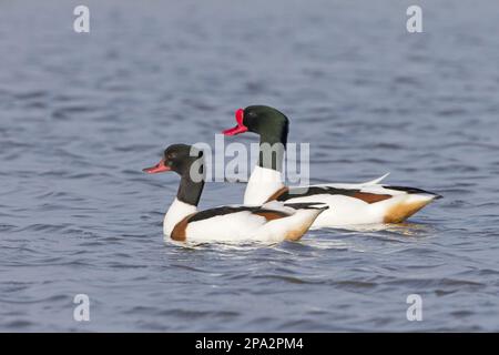 Gewöhnliche Stallenten (Tadorna tadorna), Gänse, Halbgänse, Tiere, Vögel, Common Shelduk Erwachsenenpaar, Schwimmen, Suffolk, England, Großbritannien Stockfoto