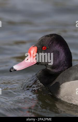 Rosafarbener Schwertfisch (Netta peposaca), männlicher Erwachsener, Nahaufnahme des Kopfes, Schwimmen, Naturschutzgebiet Pensthorpe, Februar (in Gefangenschaft) Stockfoto