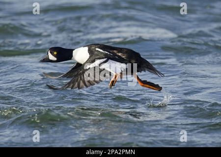 Barrow's Barrow Goldeneye (Bucephala islandica), männlicher Erwachsener, Zuchtfeder, Heben aus dem Wasser, Island Stockfoto