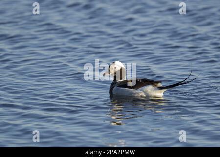 Langschwanzente (Clangula hyemalis) männlich, Zuchthupfer, Schwimmen auf dem See, Myvatn-See, Island Stockfoto