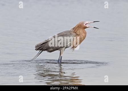 Roteier (Egretta rufescens) dunkler Morph, ausgewachsen, Fischen in flachem Wasser, utricularia ochroleuca (U.) (U.) S. A Stockfoto