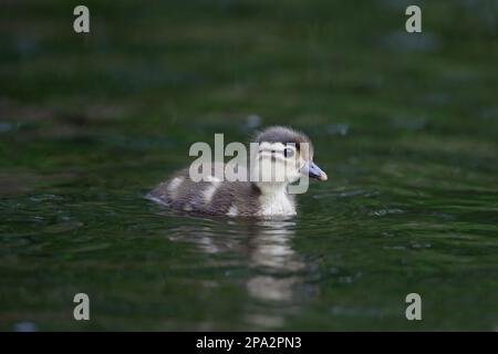 Mandarin Duck (Aix galericulata) hat Arten eingeführt, Entenküken, Schwimmen, Warwickshire, England, Vereinigtes Königreich Stockfoto