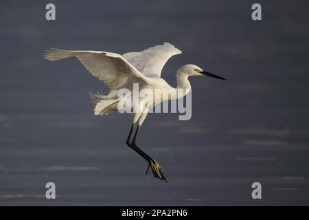 Kleiner Reiher (Egretta garzetta), Erwachsener, im Flug, Landung im Feuchtgebiet Stockfoto