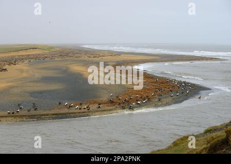 Seeeier (Somateria mollissima), Herde, am Strand im Küstenlebensraum, Halbinsel Snaefellsnes, Island Stockfoto