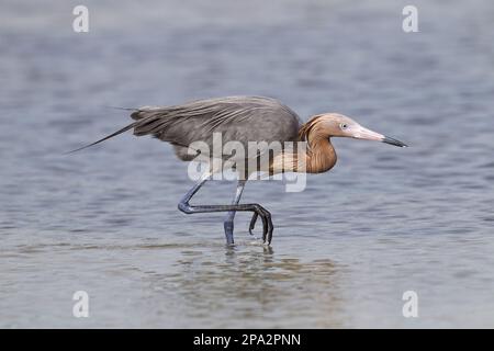 Roteier (Egretta rufescens) dunkler Morph, ausgewachsen, Fischen in flachem Wasser, utricularia ochroleuca (U.) (U.) S. A Stockfoto