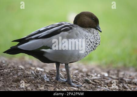 Maned Gans, australische Holzenten (Chenonetta jubata), Gänsevögel, Tiere, Vögel, Maned Duck adulte männliche, stehende, Sydney, New South Wales Stockfoto