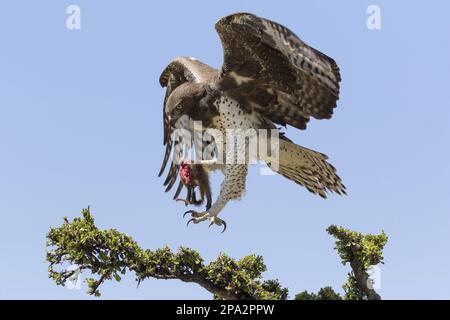 Martial Eagle (Polemaetus bellicosus), Erwachsener, im Flug, mit Bändern Mungos mungo Beute in Krallen, Landung auf Ast, Maasai Mara National Stockfoto