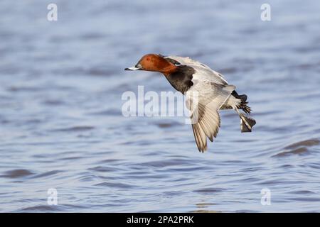 Gemeine Pochard (Aythya ferina), männlich, im Flug, Landung auf Wasser, Slimbridge, Gloucestershire, England, Vereinigtes Königreich Stockfoto