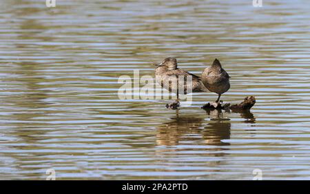 Sommerente (Stictonetta Naevosa), Erwachsenenpaar, auf untergetauchtem Baumstamm im Wasser, Hasties Swamp N. P. Atherton Tableland, Great Dividing Range Stockfoto