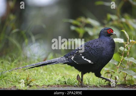 Mikado Fasan (Syrmaticus mikado), männlich, am Rande des Pfades, Anmashan, im Zentrum von Taiwan Stockfoto